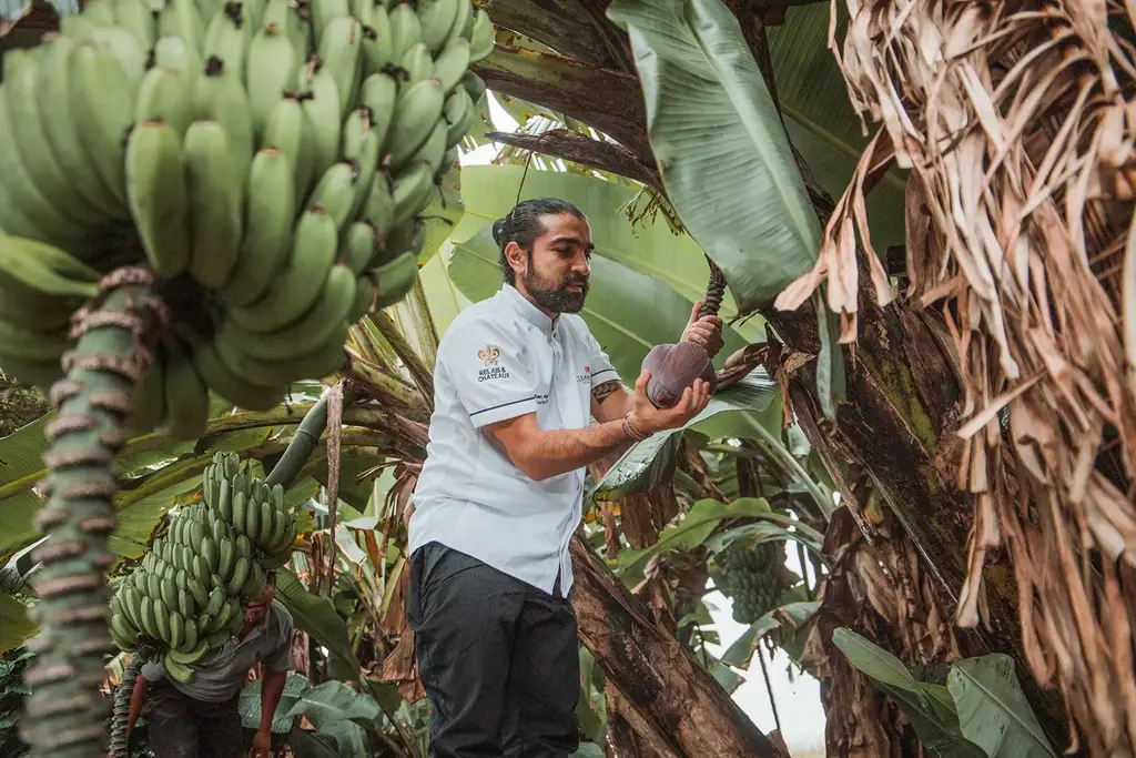 Pikaia Lodge chef with Relais & Châteaux jacket in a banana grove