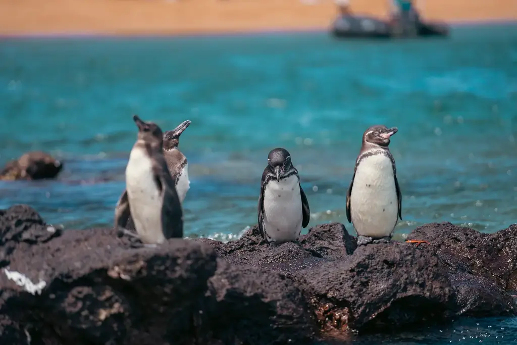 Galápagos penguins on volcanic rock by the ocean