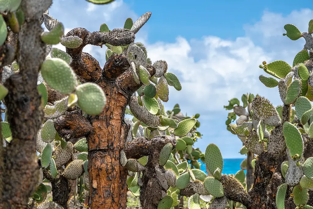 Highland mist forest in the Galápagos