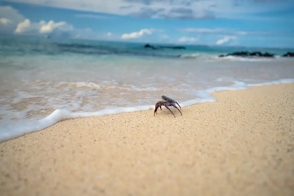 Crab on a Galápagos beach