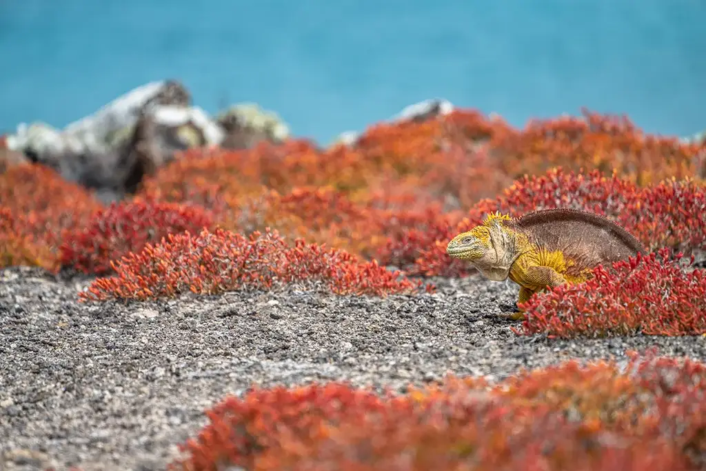 Land iguana among red ground-cover plants