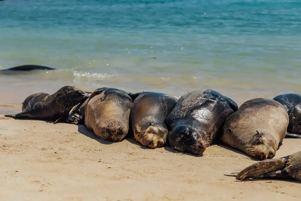 Sea lions resting on a Galápagos beach
