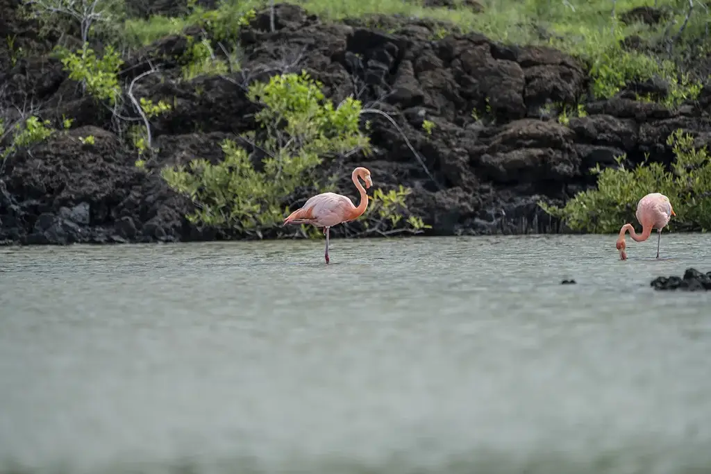 Flamingos in a Galápagos coastal lagoon