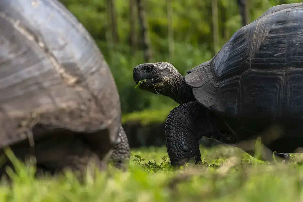 Giant tortoise in the Santa Cruz highlands