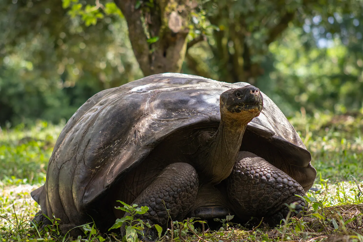 Wildlife — 2