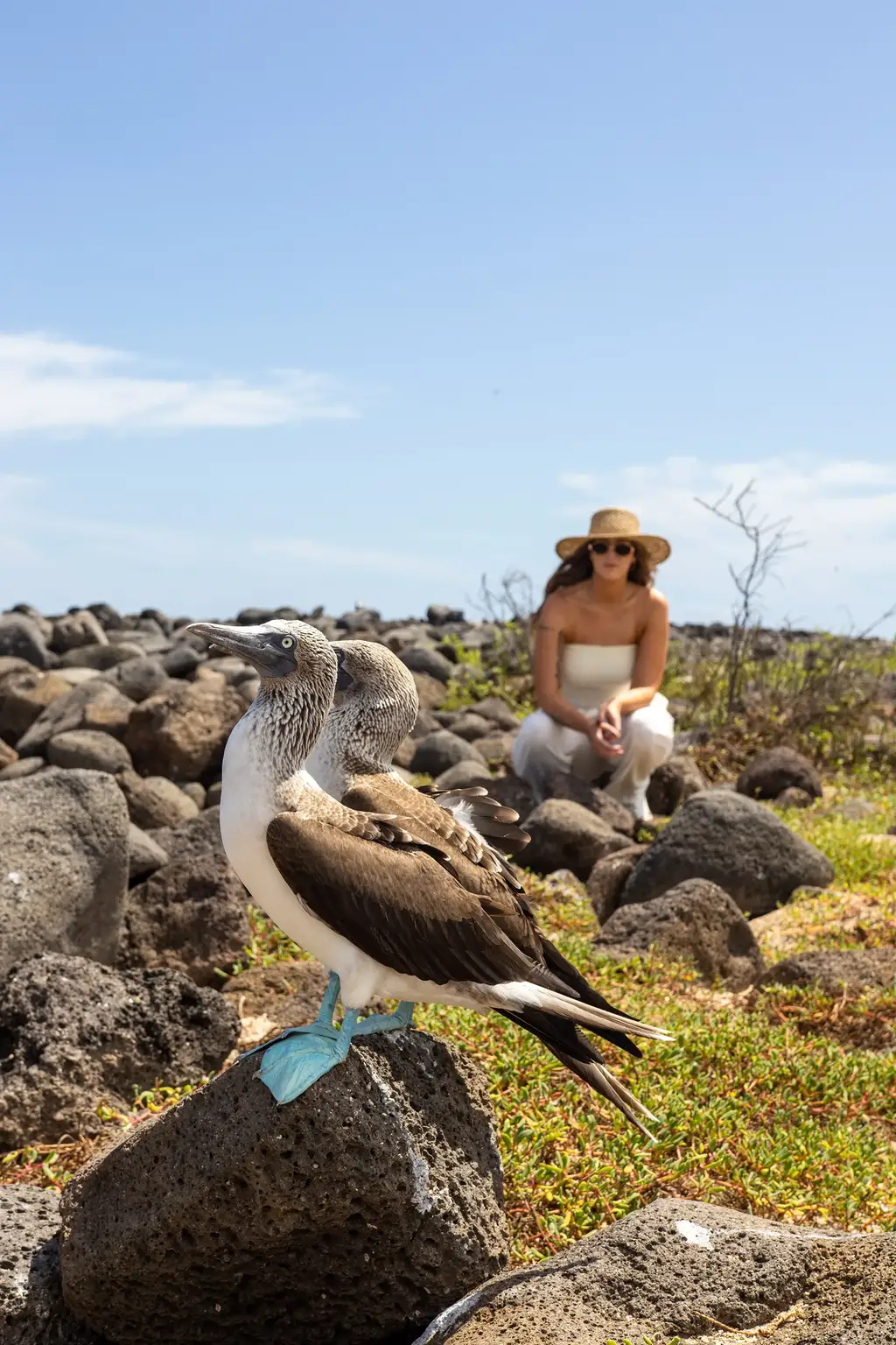 Guest with blue-footed boobies on volcanic Galápagos terrain