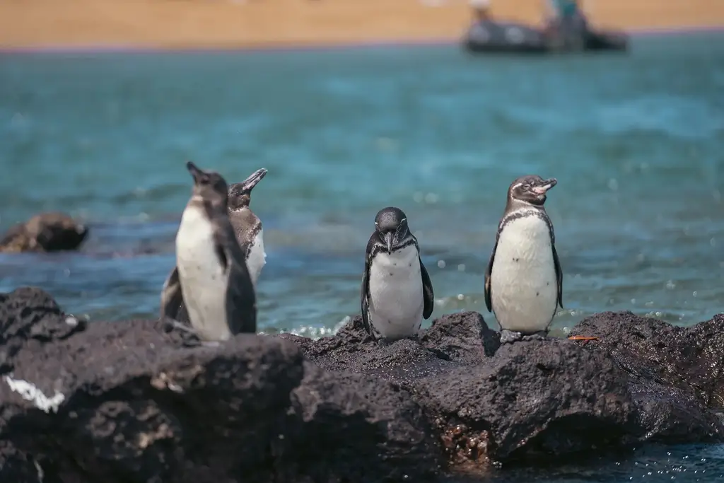 Galápagos penguins on volcanic rock
