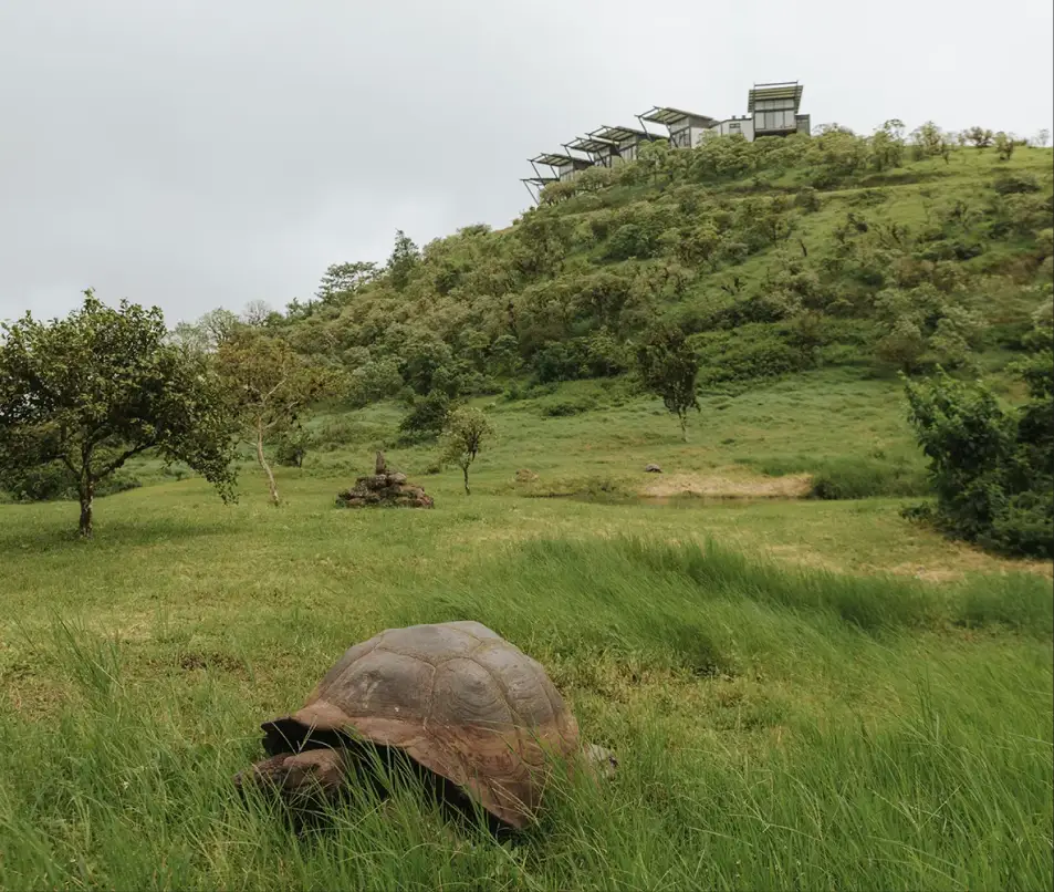 Giant tortoise with Pikaia Lodge on the ridge beyond