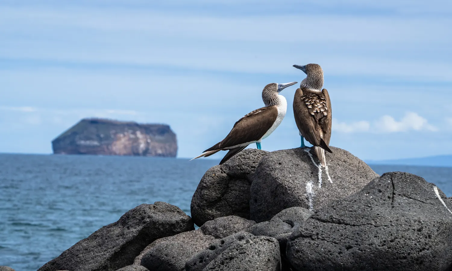 New Year celebration setting in the Galápagos
