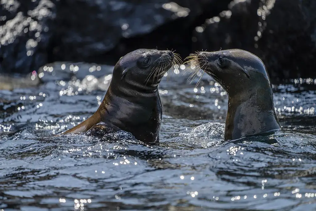 Sea lions on the shore