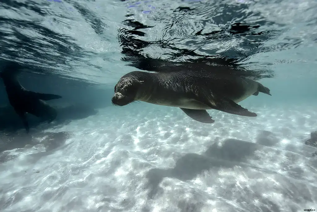 Sea lion swimming underwater in Galápagos waters